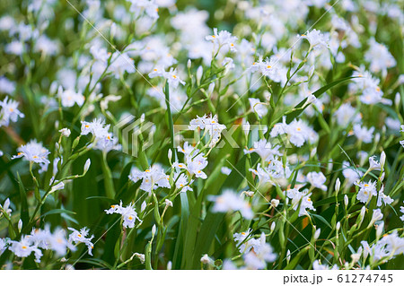 シャガの花　群生 61274745