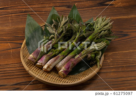 美味しいウドの収穫 61275097