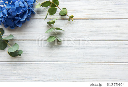Blue hydrangea flowers 61275404