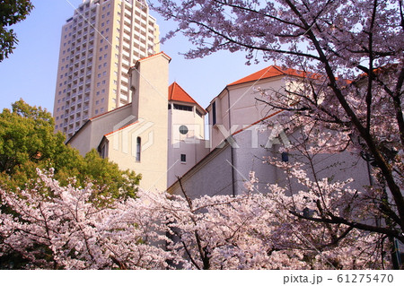 宝塚花のみち 兵庫県 宝塚市 に咲く桜の花の写真素材