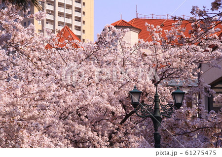 宝塚花のみち 兵庫県 宝塚市 に咲く桜の花の写真素材 宝塚花のみち 兵庫県 宝塚市 に咲く桜の花の写真素材