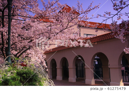 宝塚花のみち 兵庫県 宝塚市 に咲く桜の花の写真素材