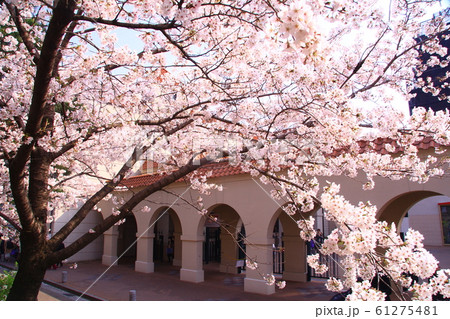 宝塚花のみち（兵庫県　宝塚市）に咲く桜の花 61275481