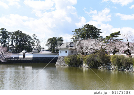 小田原城址公園　桜 61275588