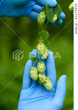 Hops cones in scientist hands hop yard inspection. Hops cones in scientist hands hop yard inspection. 61275658