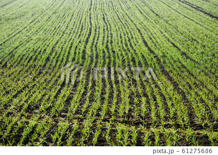 Wheat field with green young seedlings growing in autumn. Winter cereals agriculture. Wheat field with green young seedlings growing in autumn. Winter cereals agriculture. 61275686