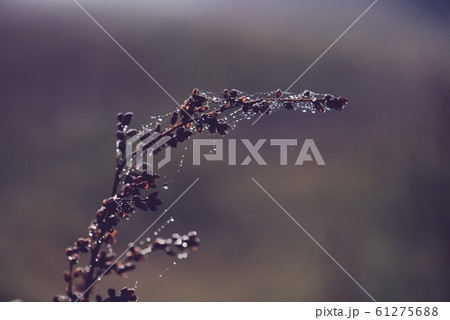 Dry autumn plant with dew water drops on spiders web closeup 61275688