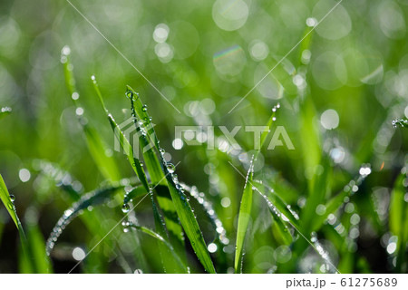 Tiny dew drops on fresh spring grass macro 61275689