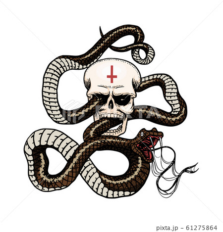 Snake with a skull in Vintage style. Serpent cobra or python or poisonous viper. Engraved hand drawn 61275864