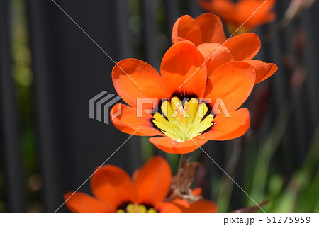 スパラキシス スパラキシス 61275959