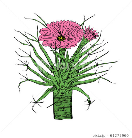 Home cactus plants or flower. Cozy cute element. Exotic or tropical succulent with prickles Home cactus plants or flower. Cozy cute element. Exotic or tropical succulent with prickles 61275960