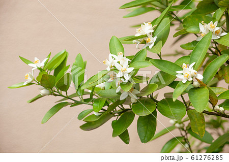 みかんの花 61276285