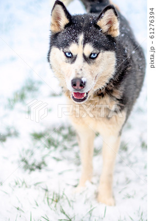 portrait of husky dogs portrait of husky dogs 61276394