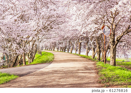 桜並木 の写真素材