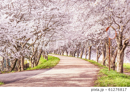桜並木 の写真素材