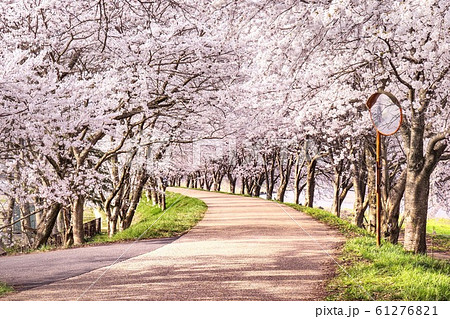 桜並木 の写真素材 [61276821] - PIXTA