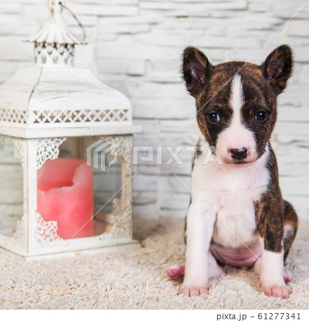 Basenji puppy dog and lantern with a candle Basenji puppy dog and lantern with a candle 61277341