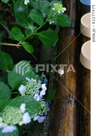カタツムリ 紫陽花 梅雨 61277475