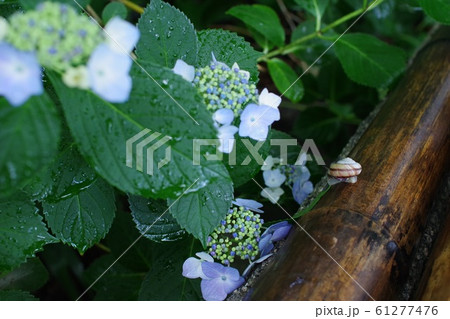 カタツムリ 紫陽花 梅雨 61277476