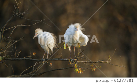 Cattle egret in Kruger National park, South Africa Cattle egret in Kruger National park, South Africa 61277581