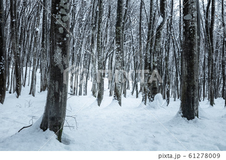 新潟県 美人林 雪景色 新潟県 美人林 雪景色 61278009