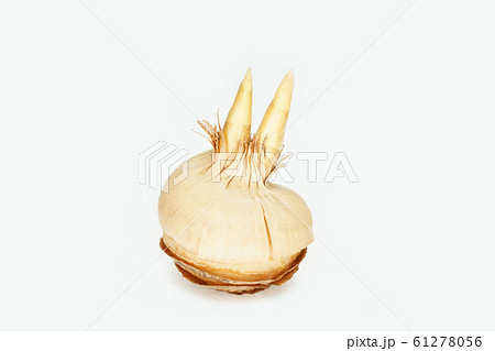 クロッカス クロッカス 61278056