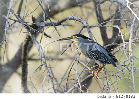 Green-backed heron in Kruger National park, South 61278132