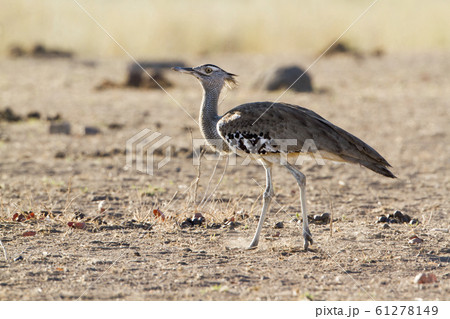 Kori bustard in Kruger National park, South Africa 61278149