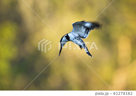 Pied kingfisher in Kruger National park, South Pied kingfisher in Kruger National park, South 61278162
