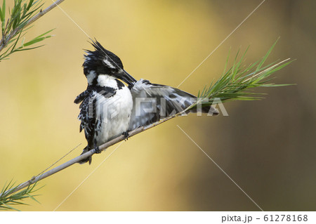 Pied kingfisher in Kruger National park, South Pied kingfisher in Kruger National park, South 61278168