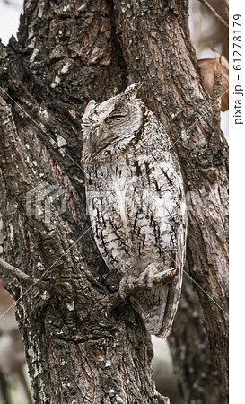 African Scops-Owl in Kruger National park, South African Scops-Owl in Kruger National park, South 61278179