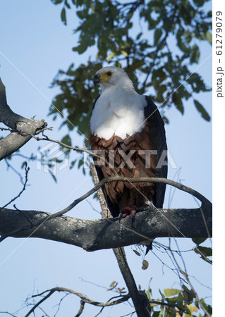 African fish eagle in Kruger National park, South 61279079