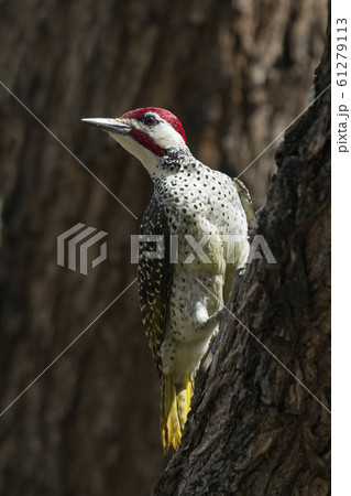 Bennett Woodpecker in Kruger National park, Bennett Woodpecker in Kruger National park, 61279113