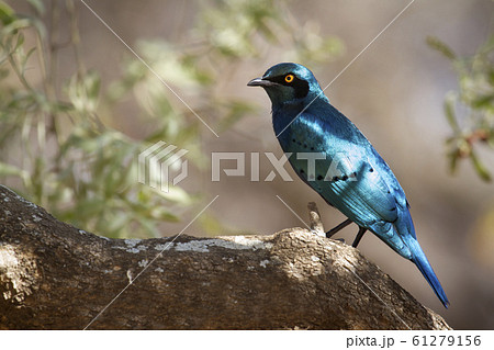 Burchell s Glossy Starling in Kruger National Burchell s Glossy Starling in Kruger National 61279156