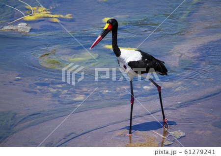 Saddle billed stork in Kruger National park, South 61279241