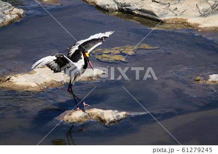 Saddle billed stork in Kruger National park, South 61279245