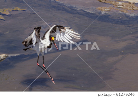 Saddle billed stork in Kruger National park, South Saddle billed stork in Kruger National park, South 61279246