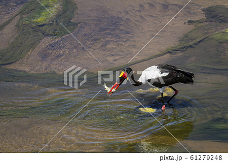 Saddle billed stork in Kruger National park, South Saddle billed stork in Kruger National park, South 61279248