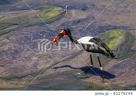 Saddle billed stork in Kruger National park, South Saddle billed stork in Kruger National park, South 61279249