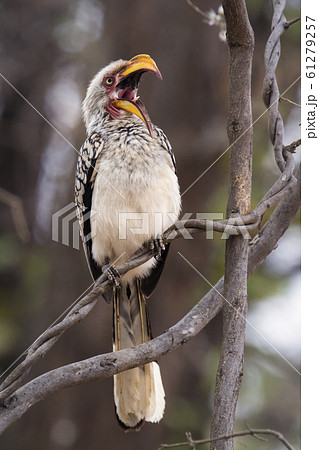 Southern yellow billed hornbill in Kruger National 61279257