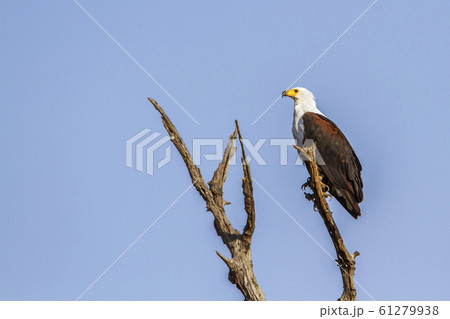 African fish eagle in Kruger National park, South African fish eagle in Kruger National park, South 61279938