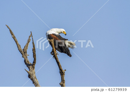 African fish eagle in Kruger National park, South African fish eagle in Kruger National park, South 61279939