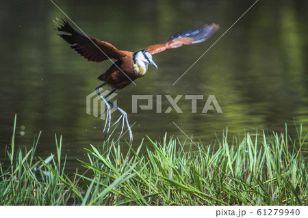 African jacana in Kruger National park, South 61279940