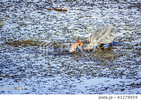 Goliath heron in Kruger National park, South Goliath heron in Kruger National park, South 61279959
