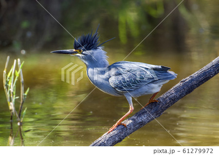 Green backed heron in Kruger National park, South 61279972