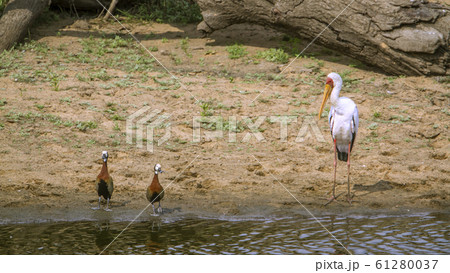 White faced Whistling Duck and Yellow Billed stork 61280037