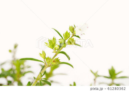 クリーピングセボリー 61280362