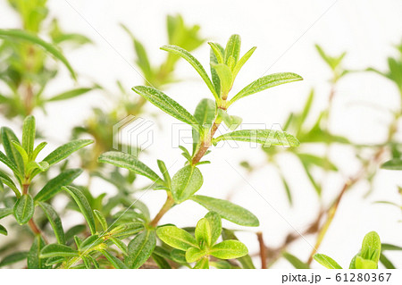 クリーピングセボリー 61280367