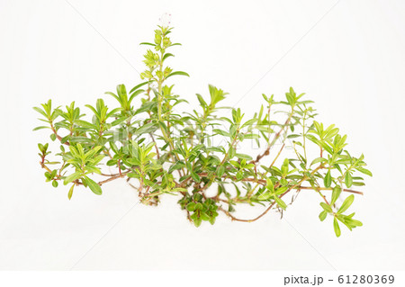 クリーピングセボリー 61280369