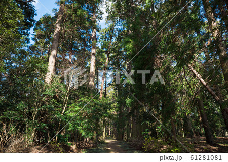 飯高檀林跡 飯高寺の森 （千葉県匝瑳市） 2020年1月現在 61281081